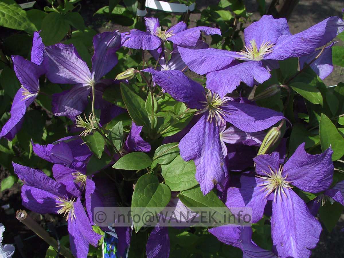 Clematis Hybride Jackmanii 01.jpg